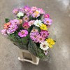 ZINNIA ELEGANS MIX